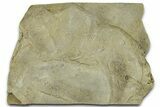 Cruziana (Fossil Trilobite Trackway) - Indiana #325680-1